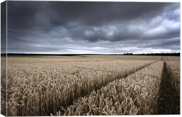 Stormy Cornfields Canvas Print by Ian Hufton