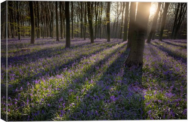 Blubell Woodland Canvas Print by Ian Hufton