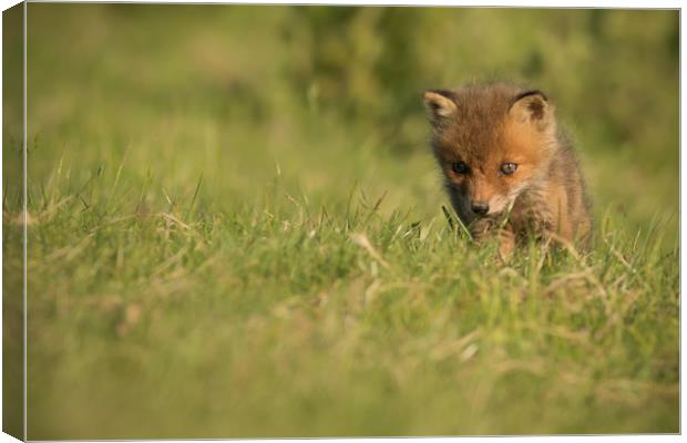 Fox Cub Canvas Print by Ian Hufton