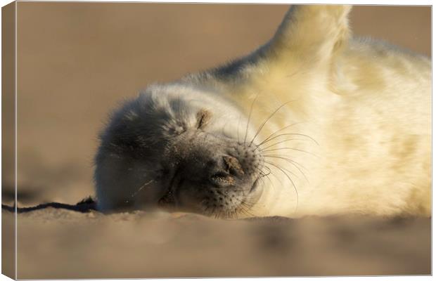 Seal Pup Canvas Print by Ian Hufton