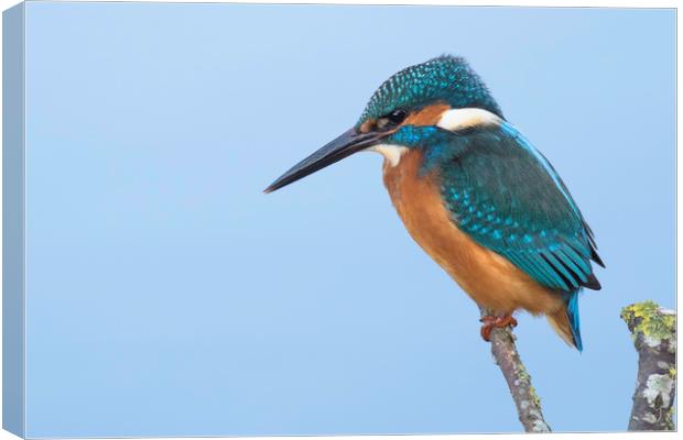 Kingfisher Canvas Print by Ian Hufton