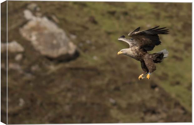 White Tailed Eagle  Canvas Print by Ian Hufton