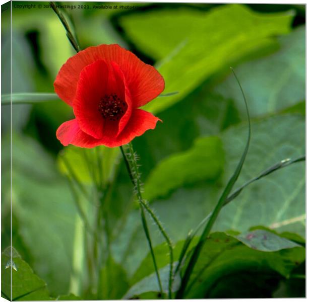 Vibrant Remembrance Canvas Print by John Hastings