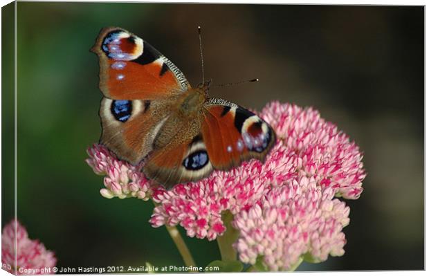 Peacock Butterfly resting on flower Canvas Print by John Hastings