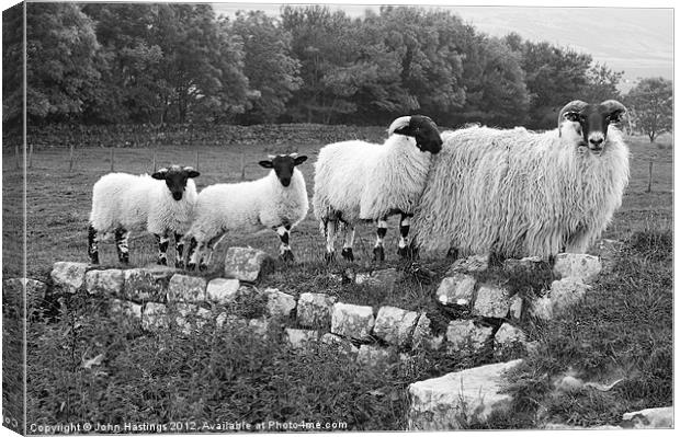 Black and White Sheep Canvas Print by John Hastings