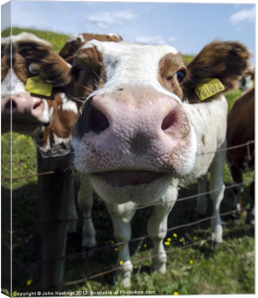 Silly Cow ! Canvas Print by John Hastings