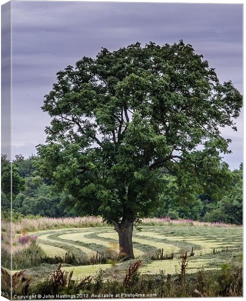 Tree in a landscape Canvas Print by John Hastings