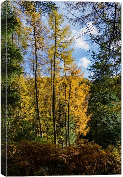 Autumnal Woodland Canvas Print by John Hastings