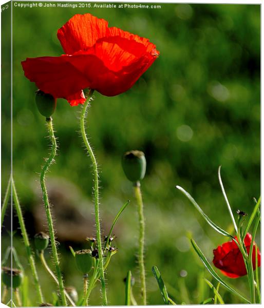  Poppy Red Canvas Print by John Hastings