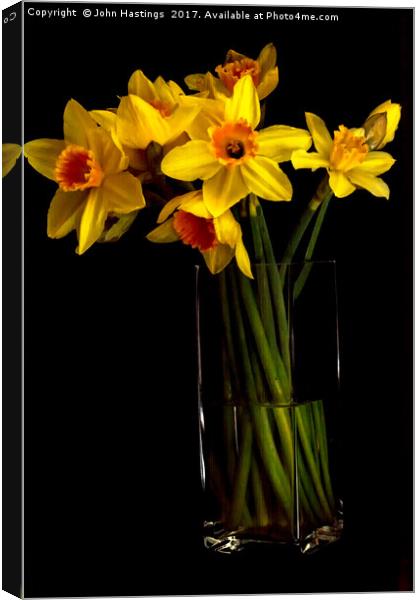 Daffodil still life Canvas Print by John Hastings