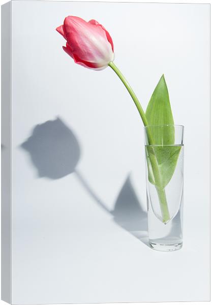 Red Tulip Shadow Canvas Print by Helen Northcott