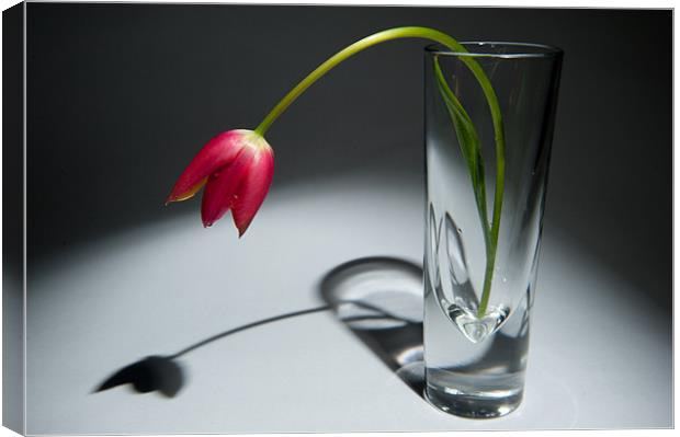 Single Red Tulip in Vase Canvas Print by Helen Northcott