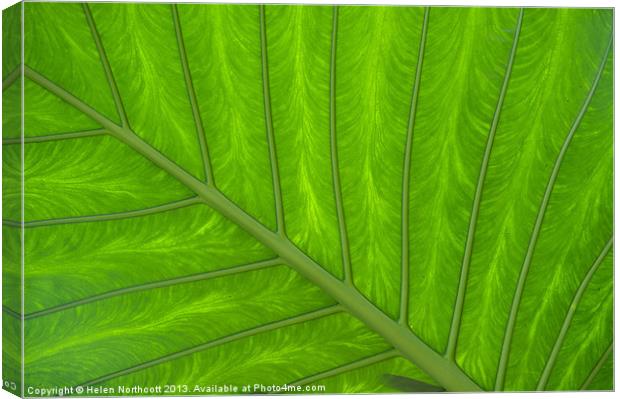 Green Abstract No. 4 Canvas Print by Helen Northcott