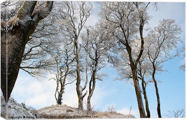 Icy Trees Canvas Print by Helen Northcott