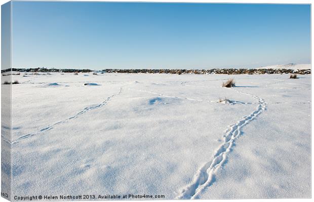 Tracks in the Snow Canvas Print by Helen Northcott