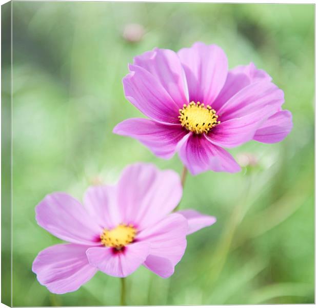 Two Purple Cosmos Flowers Canvas Print by Helen Northcott