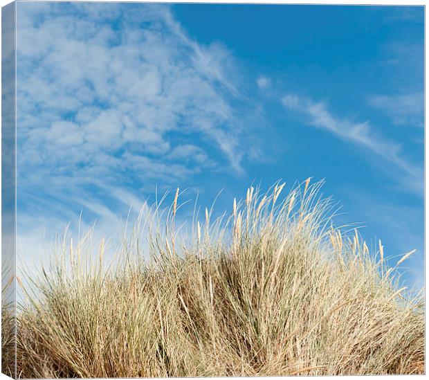 Blue Sky and Maran Grass Canvas Print by Helen Northcott