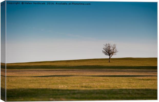 Lone Hawthorn Tree ii Canvas Print by Helen Northcott