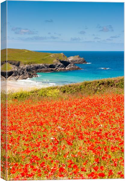 Cornish Poppy Fields iii Canvas Print by Helen Northcott