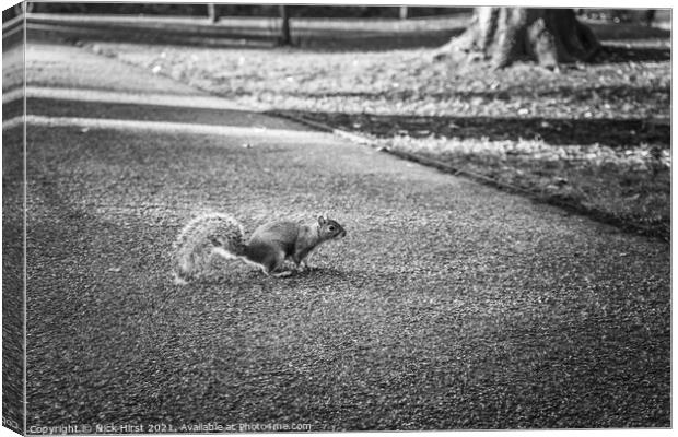 Running Squirrel Canvas Print by Nick Hirst