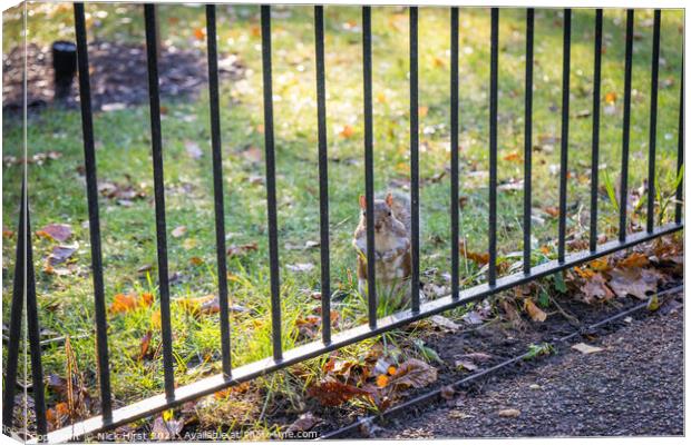 Imprisoned Squirrel Canvas Print by Nick Hirst