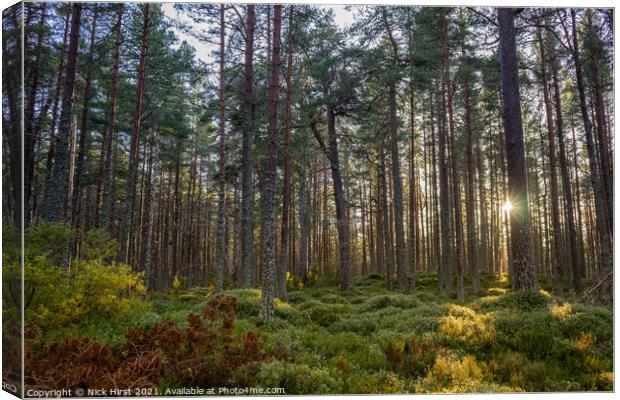 Sun behind the Pines Canvas Print by Nick Hirst