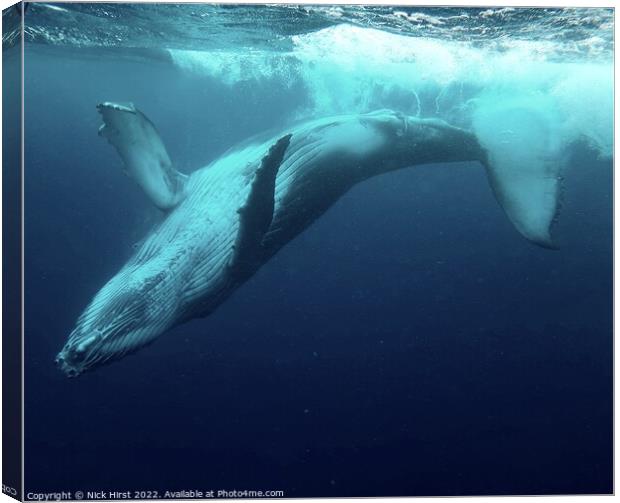 Humpback Whale Calf Canvas Print by Nick Hirst
