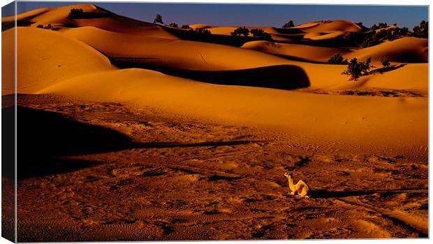 Sahara Sunrise Canvas Print by Tony Polain