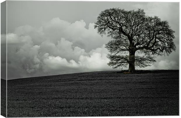Lonely tree Canvas Print by chris kemp