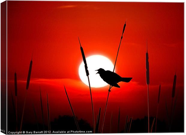 Lone Singing Blackbird Canvas Print by Gary Barratt