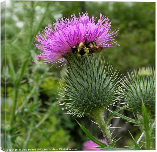 Proud To Bee Scots Canvas Print by Gary Barratt