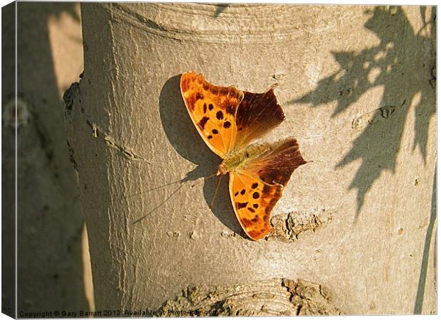 Orange Butterfly On Maple Canvas Print by Gary Barratt