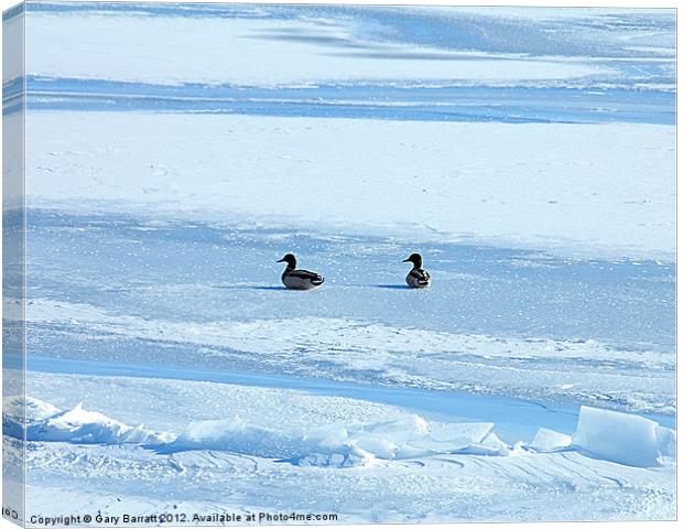 Cold Ducks Canvas Print by Gary Barratt