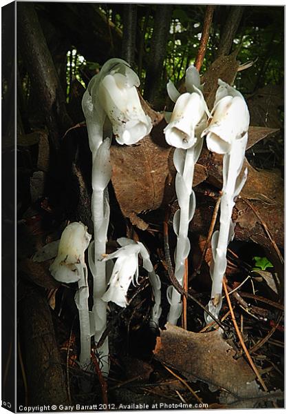 White Ghost Plant Canvas Print by Gary Barratt