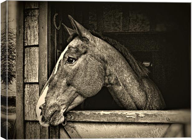 A Horse Of Course - Mono Canvas Print by Gary Barratt