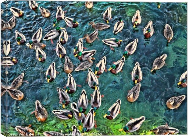 Duck Swarm Canvas Print by Gary Barratt
