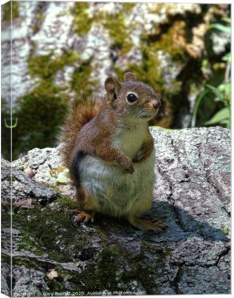 Little Red Squirrel Canvas Print by Gary Barratt
