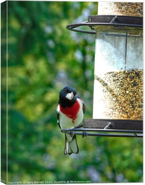 The Rose Breasted Grosbeak Canada Canvas Print by Gary Barratt