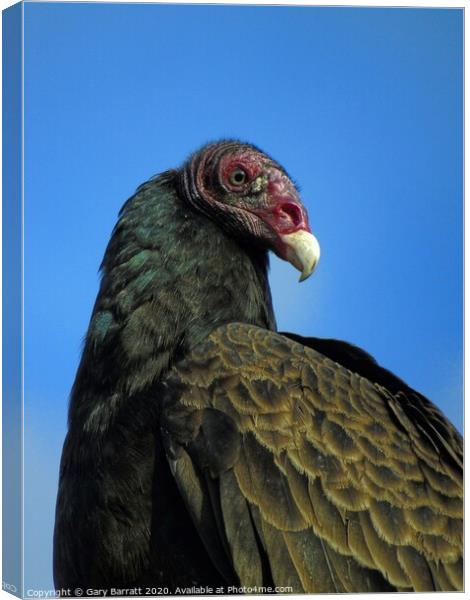 North American Turkey Vulture Canvas Print by Gary Barratt