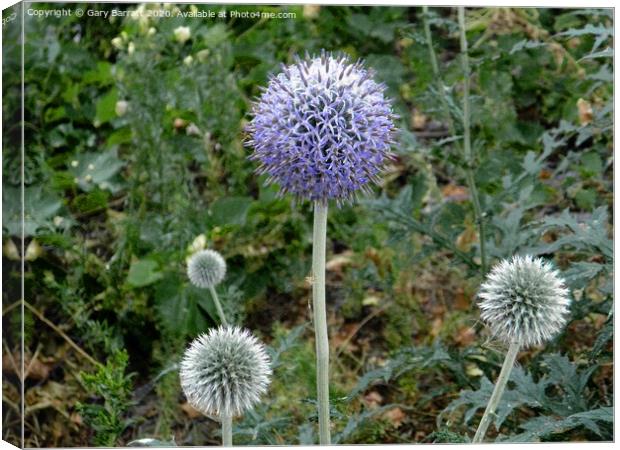 Four Globe Thistles Canvas Print by Gary Barratt