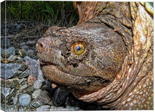 North American Snapping Turtle Canvas Print by Gary Barratt