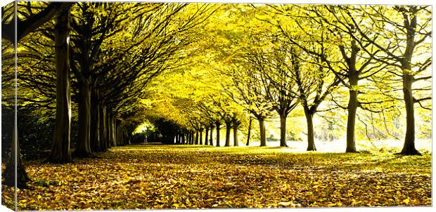 Autumnal Corridor Canvas Print by Adam Payne