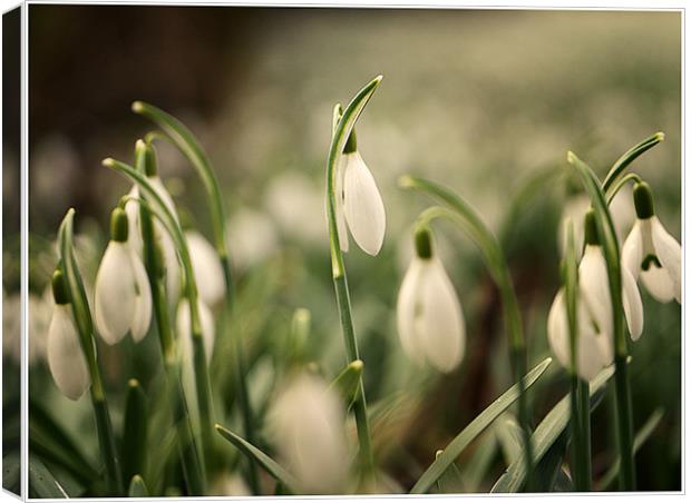 Spring Blossoms Canvas Print by Adam Payne