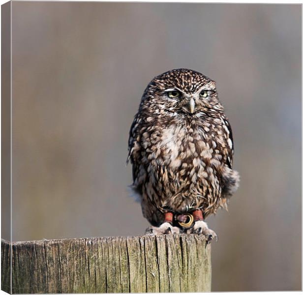 The Burrowing Owl Canvas Print by Adam Payne