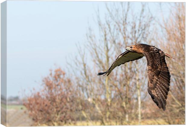 Bird in Flight Canvas Print by Adam Payne