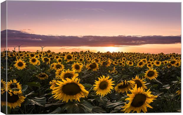 Sunset of Sunflower Field Canvas Print by Adam Payne