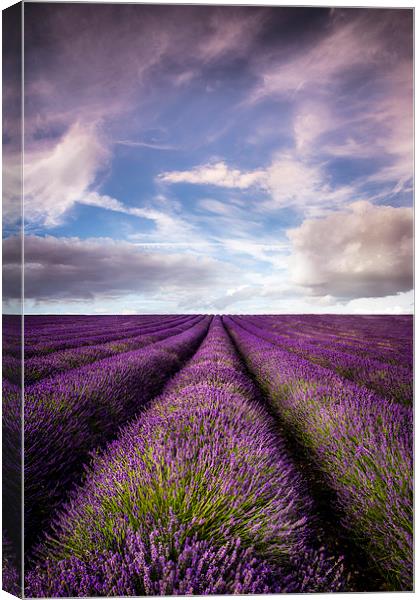 Hitchin Lavender Fields Canvas Print by Adam Payne