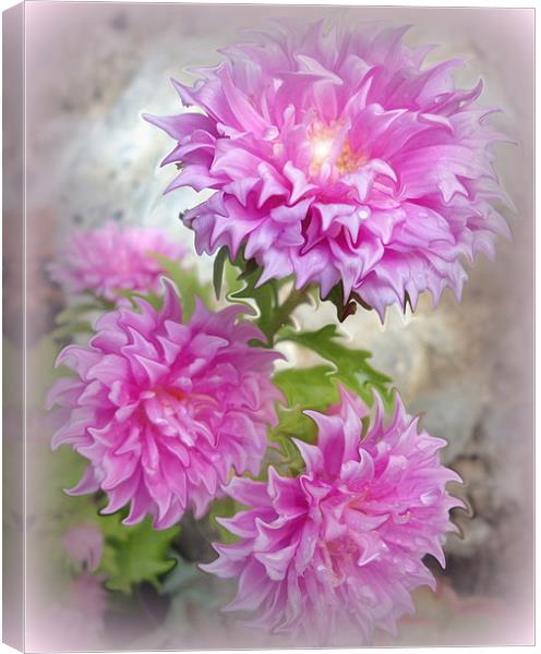 Pink Asters 2 Canvas Print by Fine art by Rina