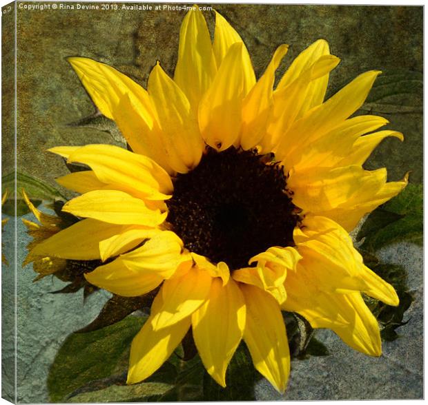 Sunflower Canvas Print by Fine art by Rina