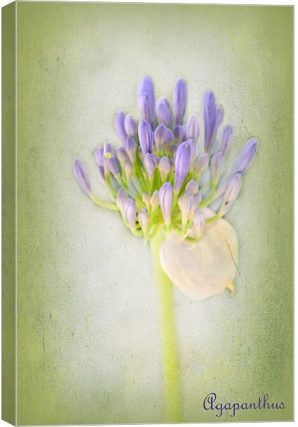 Agapanthus Canvas Print by Fine art by Rina